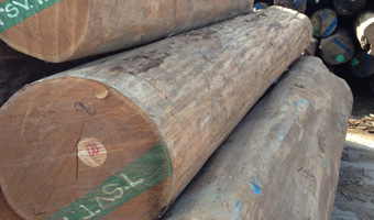 pile of unsawn Teak logs