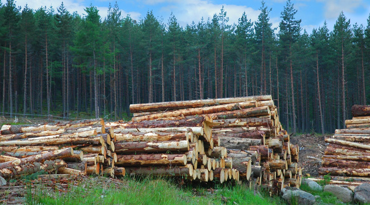 forest logging
