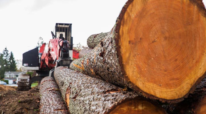 logs freshly cut in logging forest