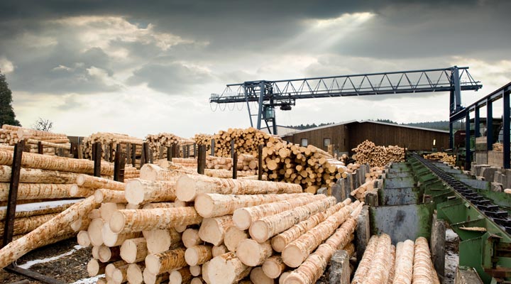 lumber mill with miles of logs
